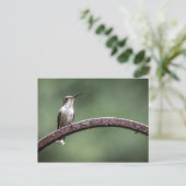 Carte postale Little Hummingbird (Debout devant)