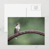 Carte postale Little Hummingbird (Devant / Derrière)