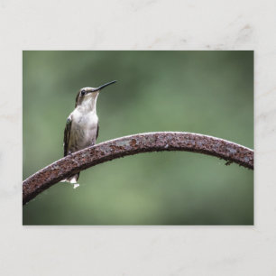 Carte postale Little Hummingbird