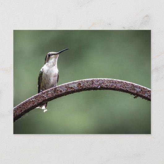 Carte postale Little Hummingbird (Devant)
