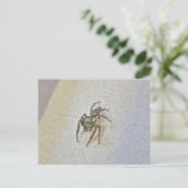 Carte postale Little Jumping Spider (Debout devant)