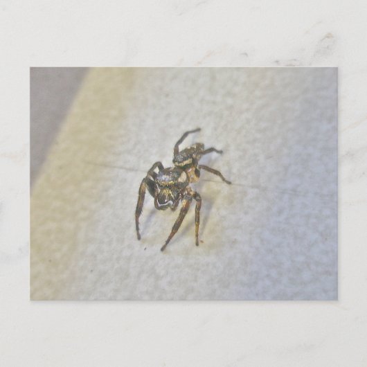 Carte postale Little Jumping Spider (Devant)