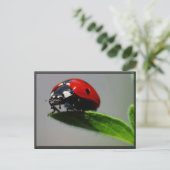 Carte Postale Little Ladybug (Debout devant)