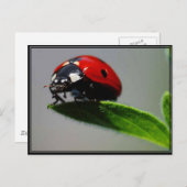 Carte Postale Little Ladybug (Devant / Derrière)