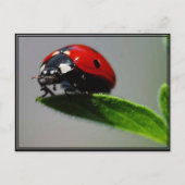 Carte Postale Little Ladybug (Devant)