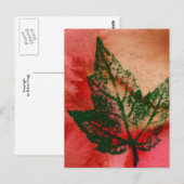 Carte postale "Little Maple" (Devant / Derrière)
