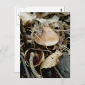 Carte postale Little Orange Casquette (Devant / Derrière)