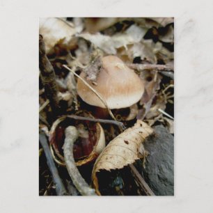 Carte postale Little Orange Casquette