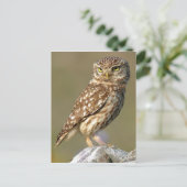Carte Postale Little Owl (Athene nobuta) (Debout devant)