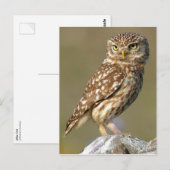 Carte Postale Little Owl (Athene nobuta) (Devant / Derrière)