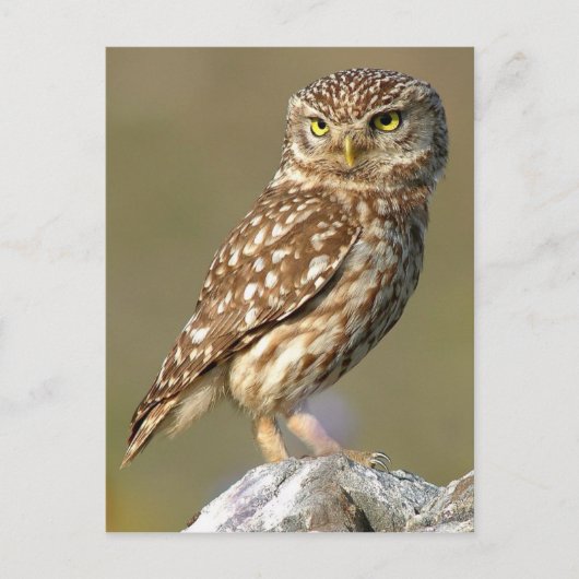 Carte Postale Little Owl (Athene nobuta) (Devant)