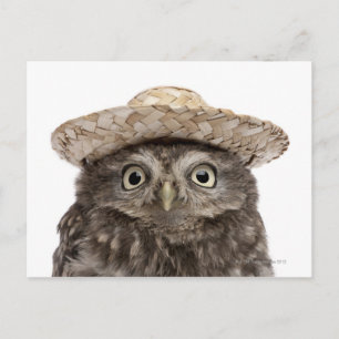 Carte Postale Little Owl wearing a straw a