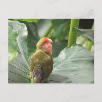 Carte Postale Little Parrot