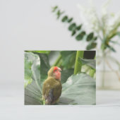 Carte Postale Little Parrot (Debout devant)