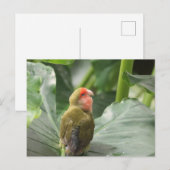 Carte Postale Little Parrot (Devant / Derrière)