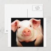 Carte Postale Little Piggy (Devant / Derrière)