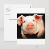 Carte Postale Little Piggy (Devant / Derrière)