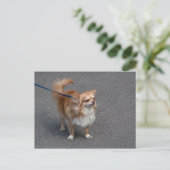 Carte Postale Little Redhead (Debout devant)