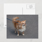 Carte Postale Little Redhead (Devant / Derrière)