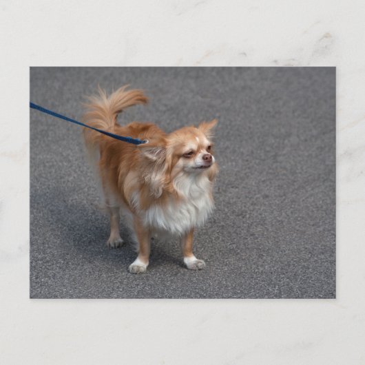 Carte Postale Little Redhead (Devant)