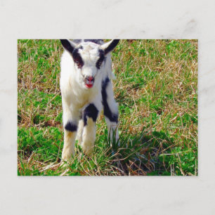 Carte Postale Little Spot Le Goat Kid