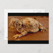 Carte Postale Little Squirt... crapaud à cornes... (Devant / Derrière)