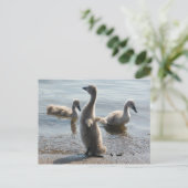 Carte postale Little Swans (Debout devant)