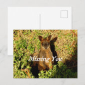 Carte Postale Little Wallaby (Devant / Derrière)