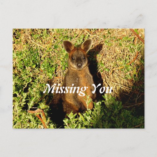Carte Postale Little Wallaby (Devant)