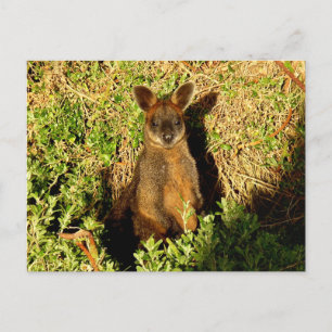 Carte Postale Little Wallaby