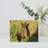 Carte Postale Little Wallaby (Debout devant)
