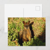 Carte Postale Little Wallaby (Devant / Derrière)