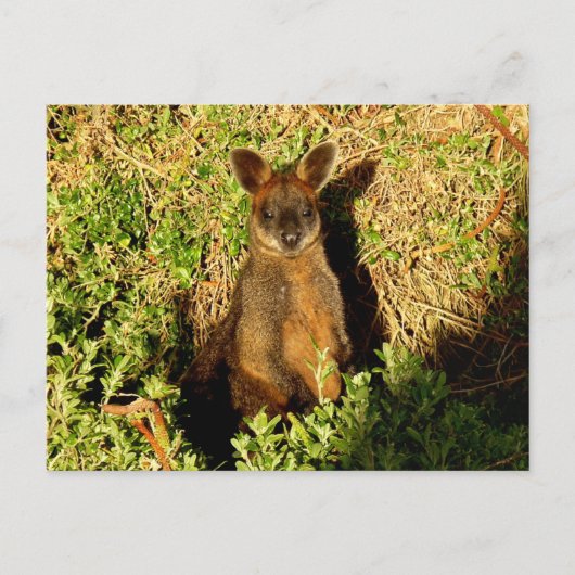 Carte Postale Little Wallaby (Devant)