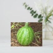 Carte Postale Little Watermelon (Debout devant)