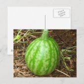 Carte Postale Little Watermelon (Devant / Derrière)