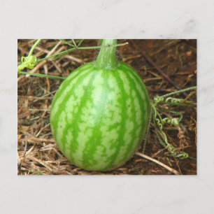 Carte Postale Little Watermelon