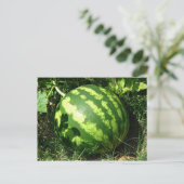 Carte Postale Little Watermelon (Debout devant)
