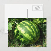 Carte Postale Little Watermelon (Devant / Derrière)