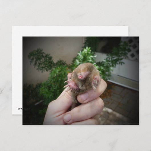 Carte Postale Live mole in hand smiling.jpg (Devant / Derrière)