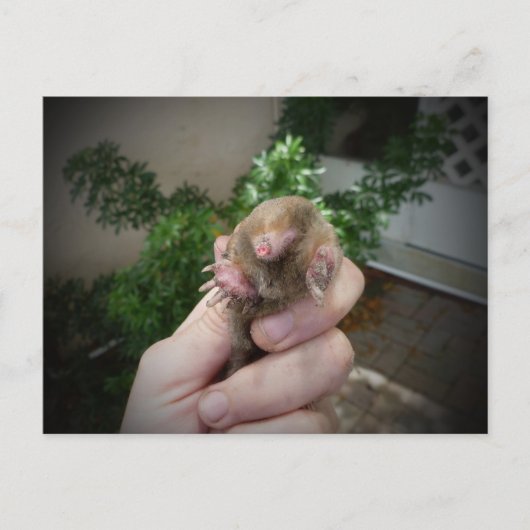 Carte Postale Live mole in hand smiling.jpg (Devant)