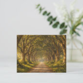 Carte Postale Live Oak Path | Landscape | Postcard (Debout devant)