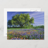 Carte Postale Live Oak & Texas Paintbrush et Texas (Devant / Derrière)