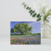 Carte Postale Live Oak & Texas Paintbrush et Texas (Debout devant)
