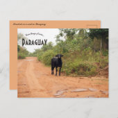Carte Postale Livestock on a Road in Paraguay (Devant / Derrière)