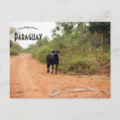 Carte Postale Livestock on a Road in Paraguay (Devant)
