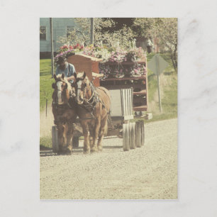 Carte Postale Livraison de fleurs Amish