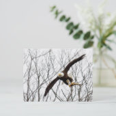 Carte Postale Livraison de repas d'aigle chauve (Debout devant)