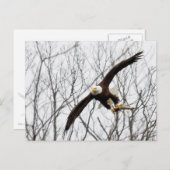 Carte Postale Livraison de repas d'aigle chauve (Devant / Derrière)