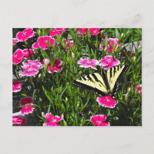 Carte Postale Livraison des papillons (Devant)