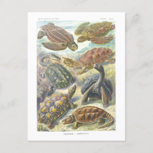 Carte Postale Livre vintage Illustration Tortues et tortues